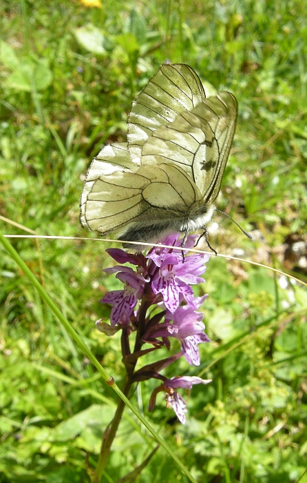 parnassius mnemosyne